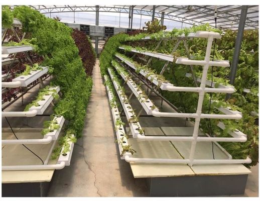 النظام الهيدروبونيكي LED مع الري التلقائي الصوف الصخري ينمو متوسط التحكم اليدوي في درجة الحموضة